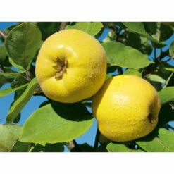 Weleda Neusspray Gencydo -Verzorgingsproducten 761884 3