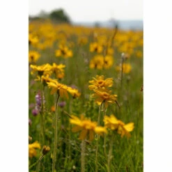 Weleda Badmelk Arnica Sport 7 Weleda Badmelk Arnica Sport -Verzorgingsproducten 980206 4